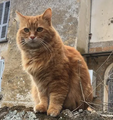 Atmosfera D'arte - Private Parking 5* Orvieto